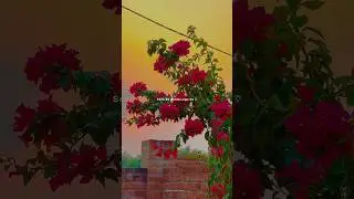 To Pain Re ||New Odia Song status video ||odia status video #status #shorts #viral