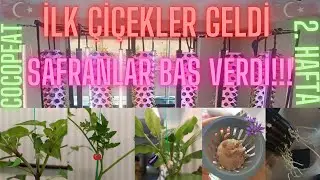 SAFRANLAR BAŞ VERDİ, SEBZELER ÇİÇEK AÇTI. 2 .HAFTA GELİŞİMİ SİZLERLE....