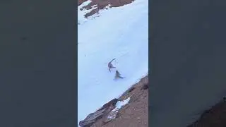 Snow leopards Playing in the snow 🐆 #wild #snowleopards #shorts