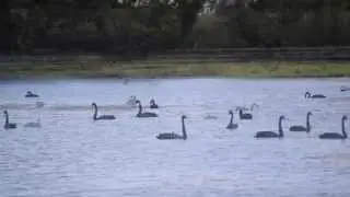 Swans return to Swan Bay