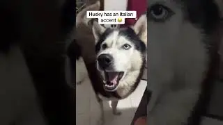 Husky Talks WITH ITALIAN ACCENT I #husky #dog
