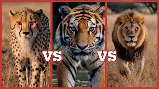 Lion vs Tiger vs Cheetah | Who Will Win?