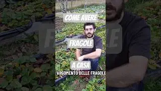 Come avere fragole a casa e in poco spazio? Bastano dei vasi! #fragole #faidate #home #orto #shorts