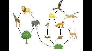 A2 Biology - Ecological Energetics & Cycles