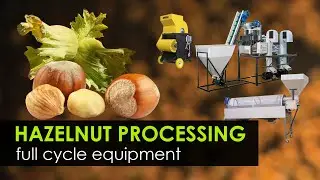 Equipment for hazelnut processing. From harvesting to sorting kernel. Processing line