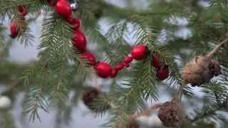 Julgran. dekorera naturligt. Kl&auml; din egenodlade gran med egenodlad dekoration i tr&auml;dg&aring;rdens julgran