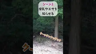 シーン別キツネの鳴き声！いくつ知ってる？