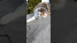 The fluffy fluoof 😍🐈😍 #fluffy #cat #soSweet