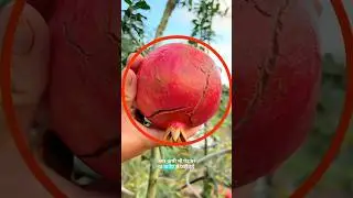 Should pomegranate with cracked shell be eaten or not? #shortvideo