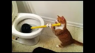 best cat compilation 2020 funny cat videos !
