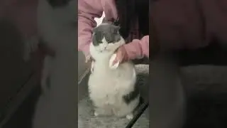 Chubby Cat Dance #shorts dancing kitten cat catvideos meow kittycat funny video cute