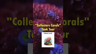 Tap the👆LINK ABOVE👆 to Watch Full Video - Reef Tank Tour Video