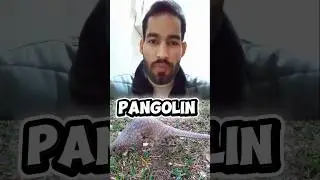 Pangolin: The Only Mammal With Scales 😱 | Amazing Animal facts#shorts #pangolin