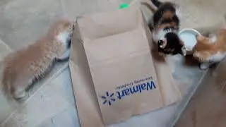 Slow moving kitten chaos!