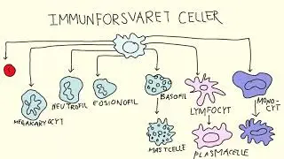 Menneskekroppen - Immunforsvaret | Biotech Academy