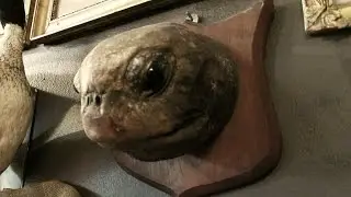 Obscure Antiques Shop in Helsinki, Finland