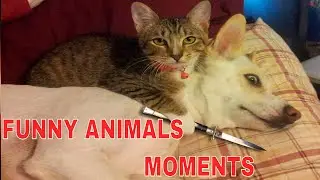 CATS AND DOGS FUNNY MOMENT - Infotech 24\7