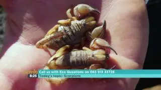 Scorpions of Southern Africa Part 2