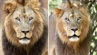 10 Lion Facts That Will SHOCK You! @GeniusWhy 