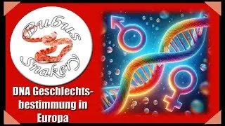 Update: DNA Geschlechtsbestimmung bei Kornnattern / Nattern in Europa