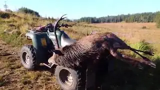 Red Stag Stalking in Highland Forestry