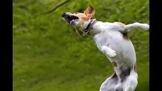 Paw-some Show  Top 5 Dog Tricks!