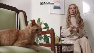 Is it Ok for Cats to Eat Just Wet Food? Vet-Approved Facts Every Cat Parent Must Know!