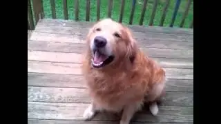 Vine Video [ Super Cooper Saying Hi! ]
