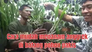 Ide kreatif : Cara mudah menanam anggrek di batang pohon pakis