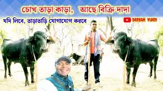 চোখ তাড়া কাড়া,আছে বিক্রি দাদা,যদি লিবে তাড়াতাড়ি যোগাযোগ করবে।kara bikri
