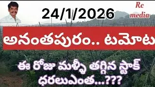 అనంతపురం టమోటా ధరలు #kolar tomato prices #madanapalli tomato prices #tomato rate today 