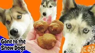 DIY Pumpkin Pie Dog Treats for Halloween | DIY Dog Treats | Snow Dogs Snacks 21
