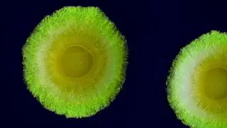 EU H2020 ITN PlaMatSu: Structural Colours in Bacteria Colonies