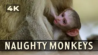 Filming lion cubs & baby monkeys in Chobe National Park (Savuti Ep7)