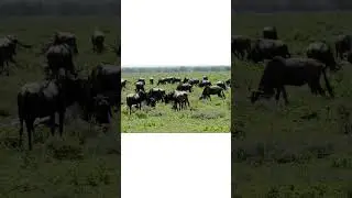 animal giving birth 😍#cutethings #shortvideo #trendingshorts #cuteanimalsvideos