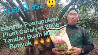 Luar Biasa 👍 Baru Sekali pemupukan Plant Catalyst 2006 Tandan buah Makin banyak 👍