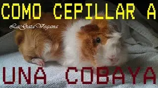 COMO CEPILLAR COBAYAS / CONSEJOS PARA EL CEPILLADO DE COBAYAS