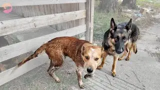 German Shepherd Forced to Live on the Street in San Antonio - Big League Texas Rescue