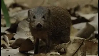 Meet Panna the pygmy hog