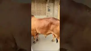 ox #shortvideo #youtube #youtubeshorts #enjoyment #foodlover #foodie #animallover #ox #eidspecial