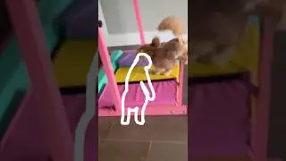 Outline Trend; Merlin and Buddy (#2) #shorts #dog #funny #trend #trending