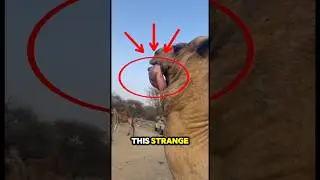 Did This Camel Just Spit Out Its Stomach?!🙀
