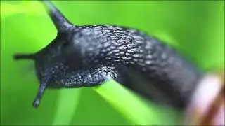 Arianta arbustorum