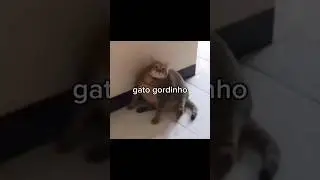 animais fofos e engra&ccedil;ados 🤣❤️&zwj;🩹