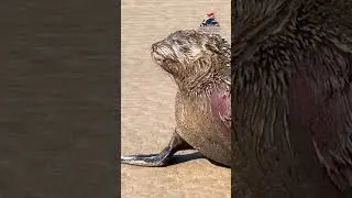 BREAKING NEWS: Unprecedented rabies outbreak in Cape fur seals in South Africa!