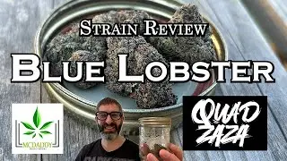 Обзор сорта Blue Lobster - Quadzaza