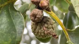 Sessile Oak - acorn / fruit - August 2023