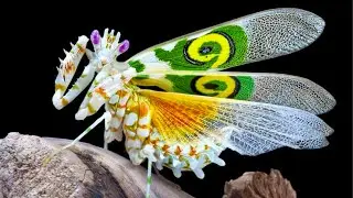 10 Most BEAUTIFUL Insects You can Keep as Pets
