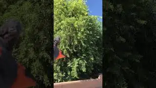 Flat roof in Arizona