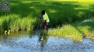 Cast Net Fishing | Traditional Net Fishing | Amazing Village Fishing Video | Village Ltd #19